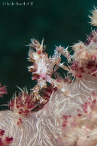 I claim this soft coral in the name of all soft coral crabs by Leslie Howell 